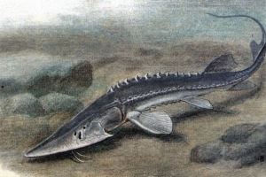 Syrdarya lopatoos Syrdarya lopatoos